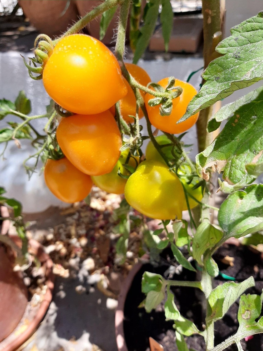 yellow toms