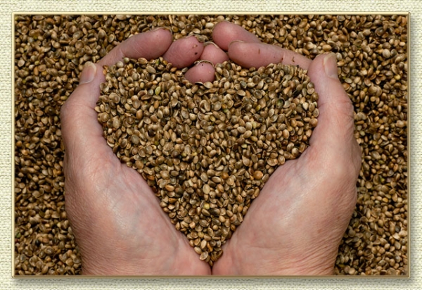 hands-heart-seeds